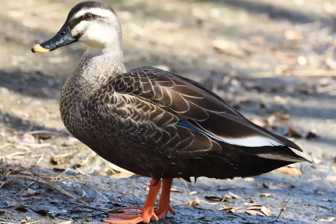 Species Image