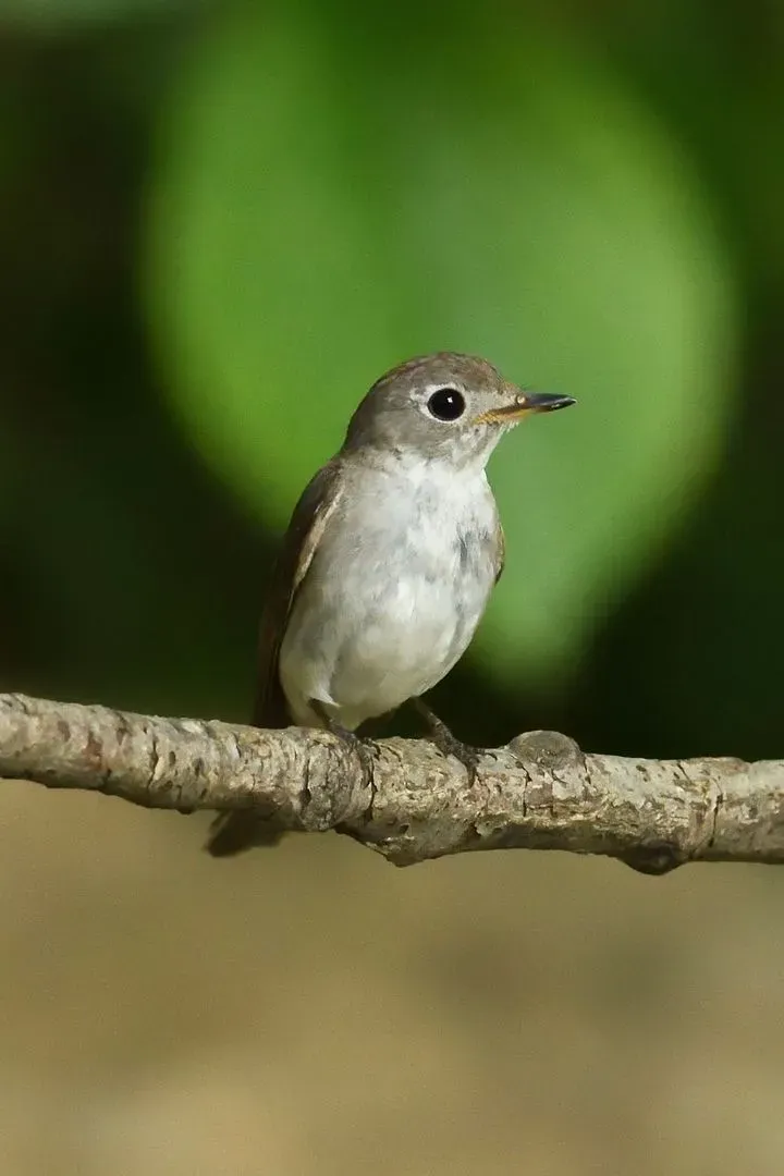 Species Image