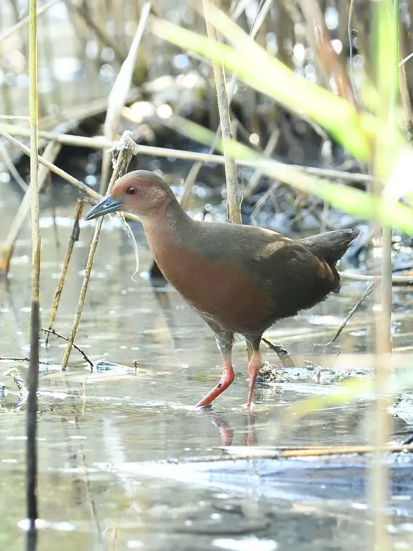 Species Image