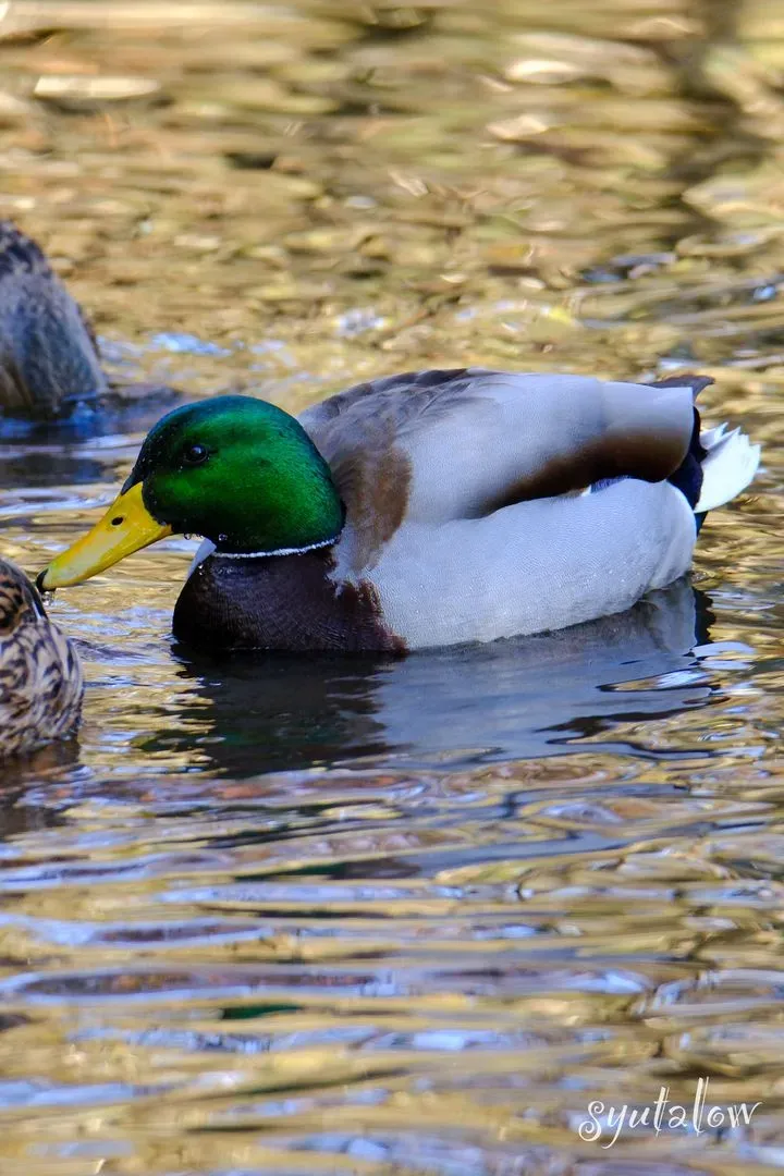 Species Image