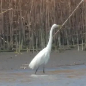 Species Image