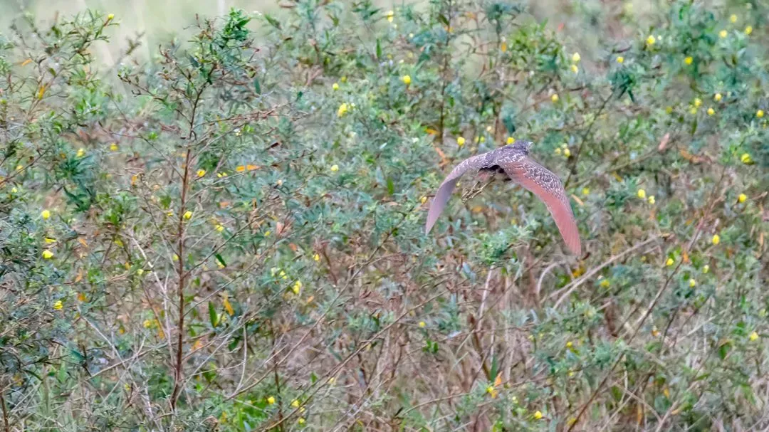 Species Image