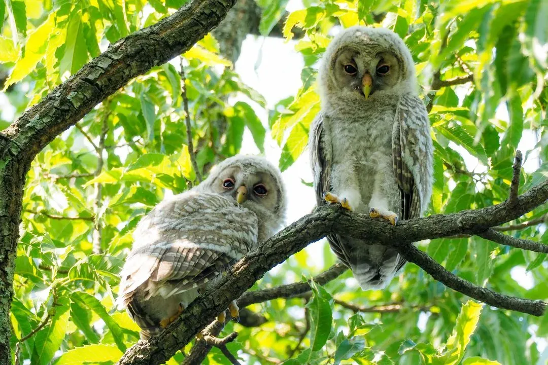 Species Image