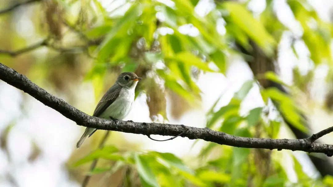 Species Image