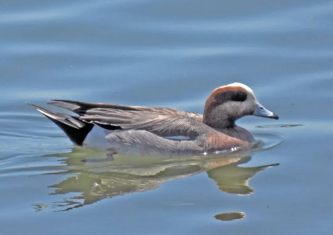 Species Image