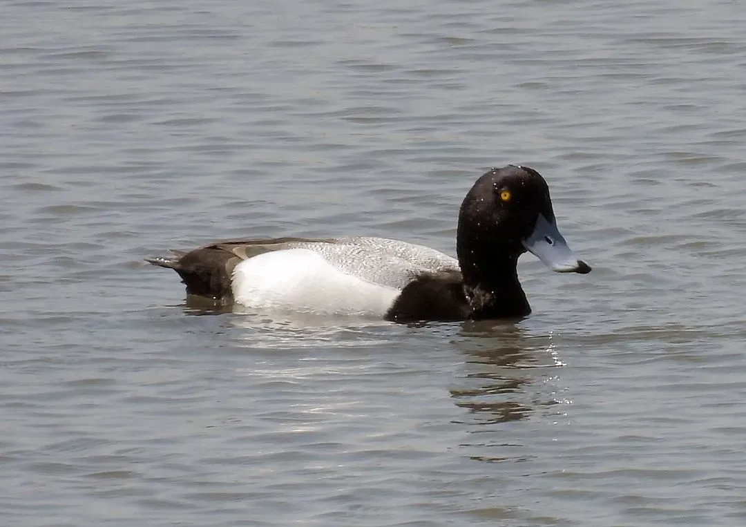 Species Image