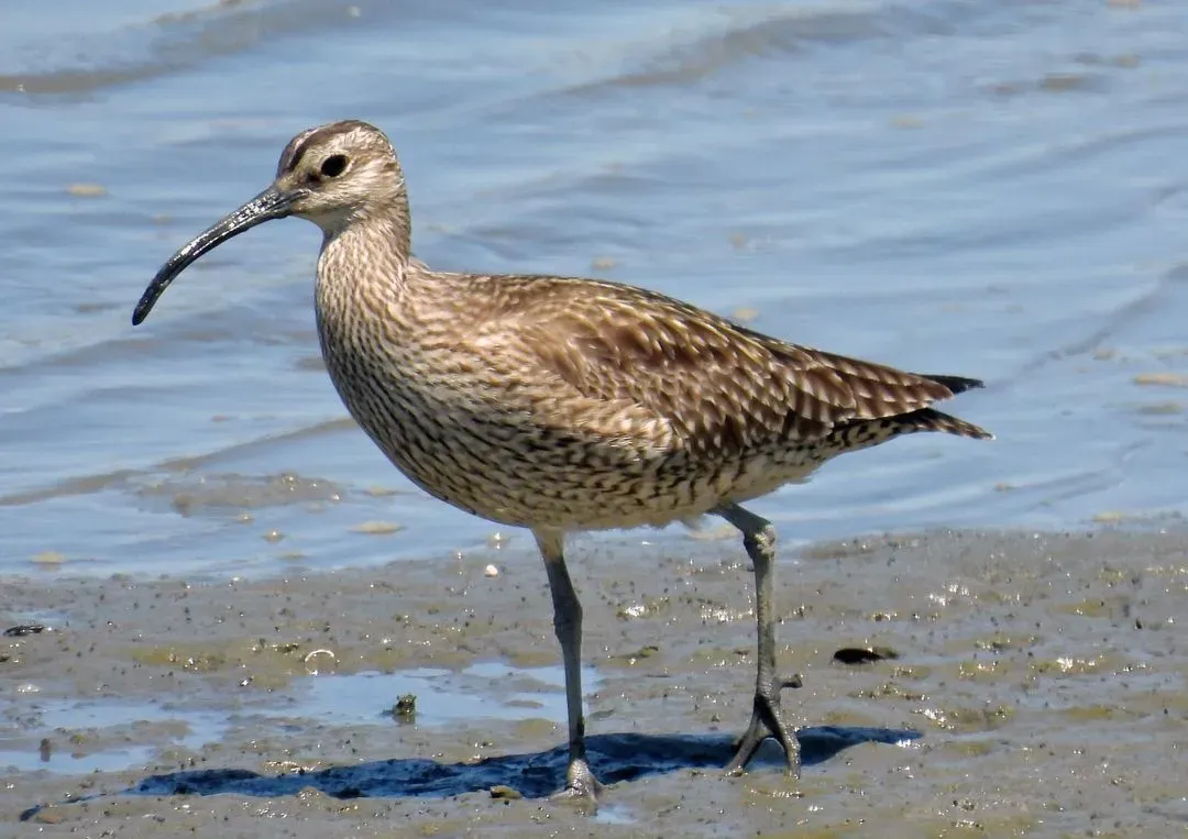 Species Image