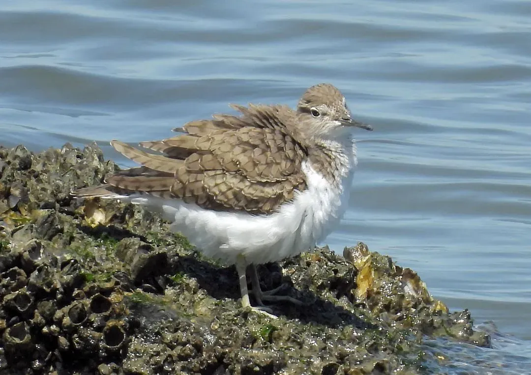 Species Image