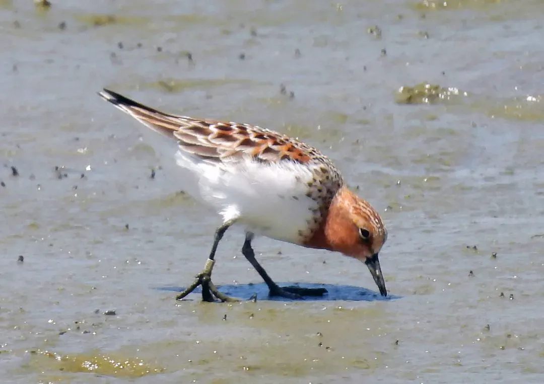 Species Image