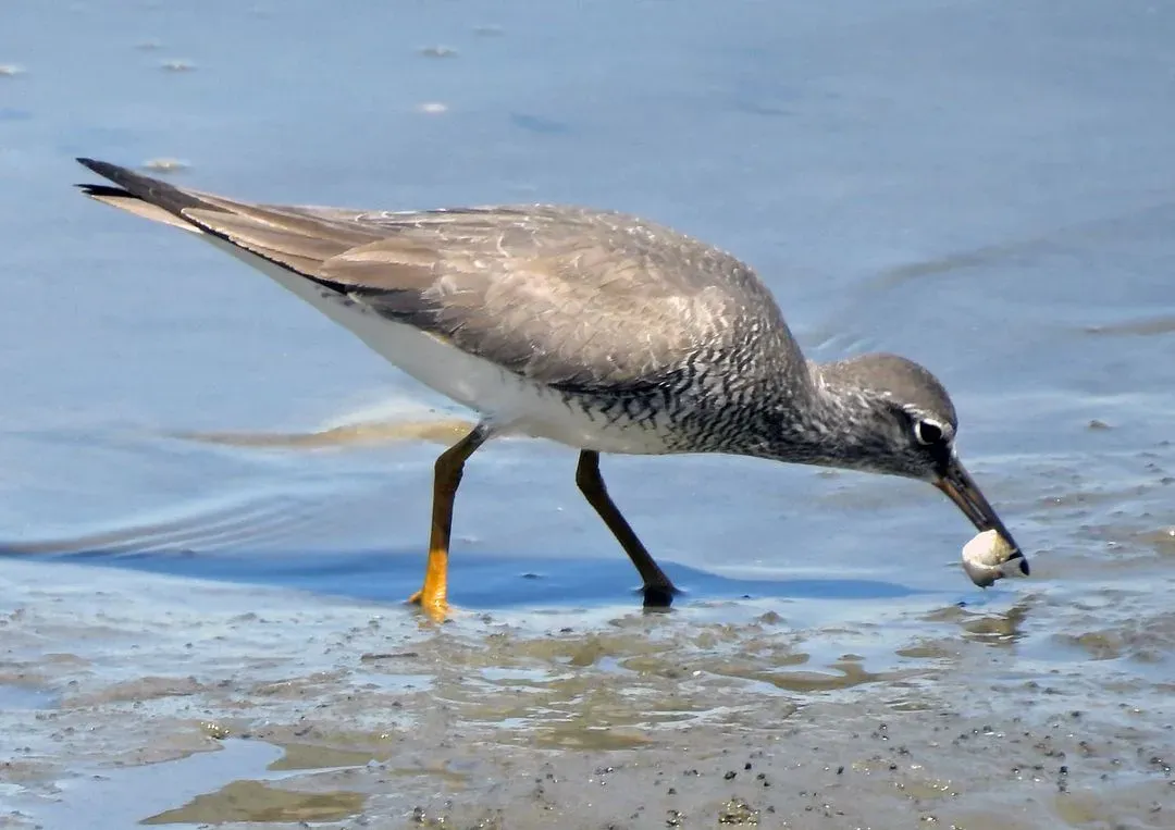 Species Image