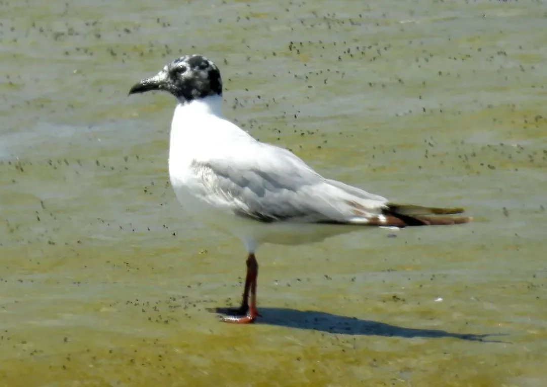 Species Image