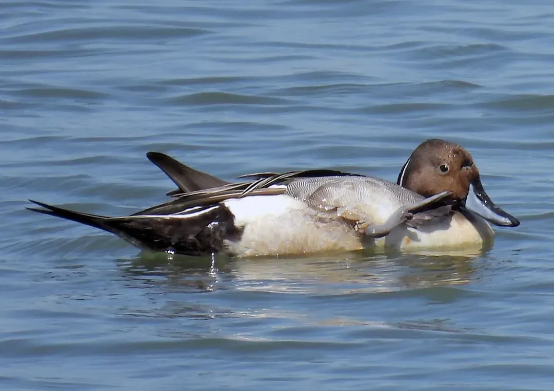 Species Image