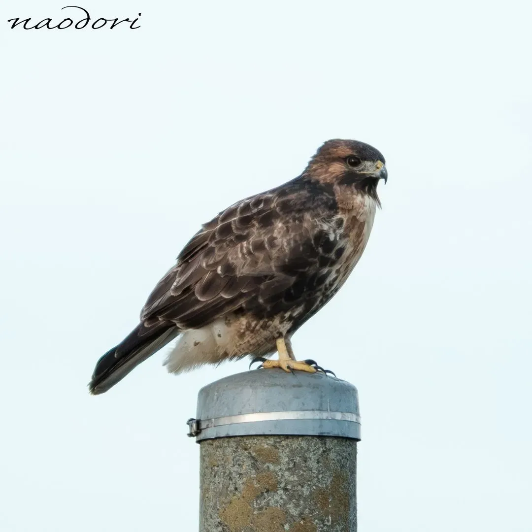 Species Image