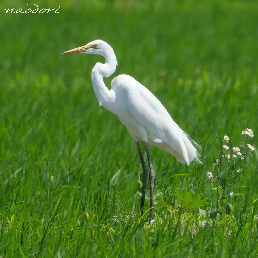 Species Image