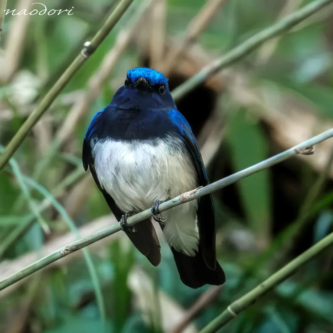 Species Image