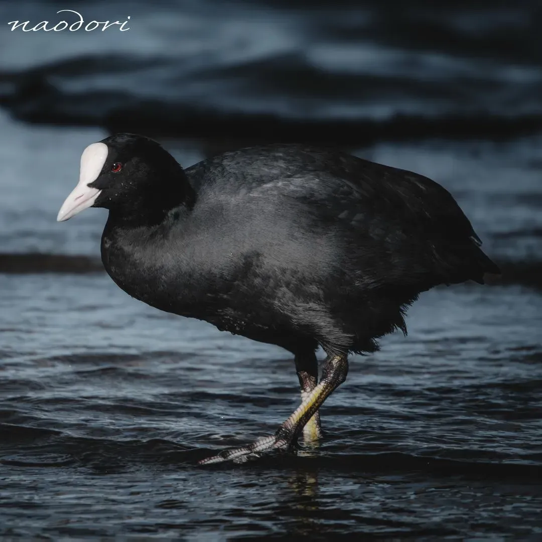 Species Image