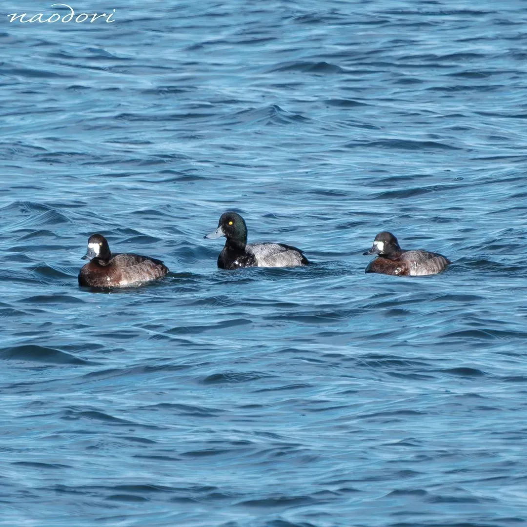 Species Image