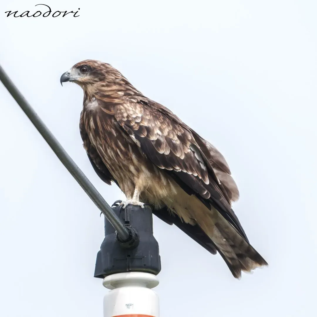 Species Image