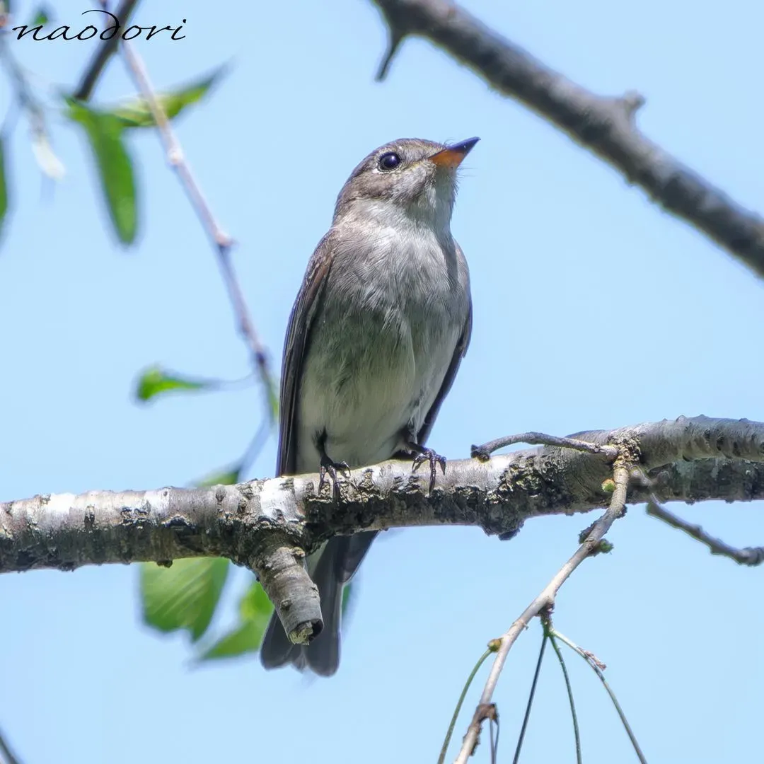 Species Image