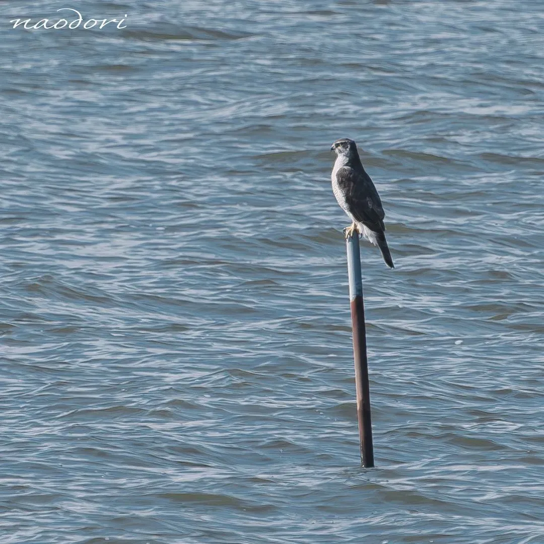 Species Image