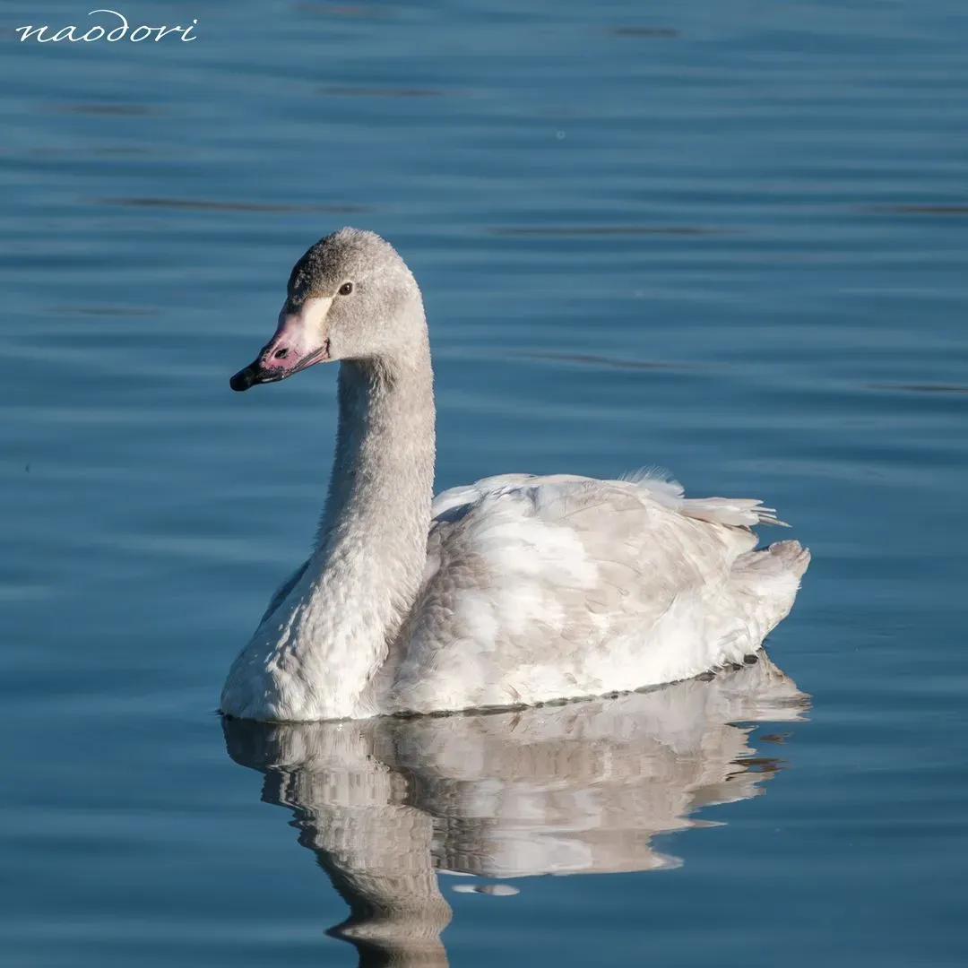 Species Image