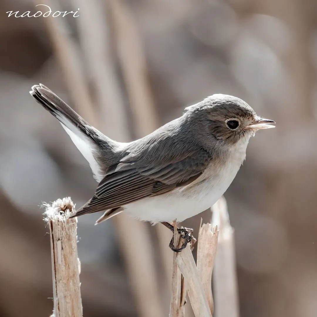 Species Image