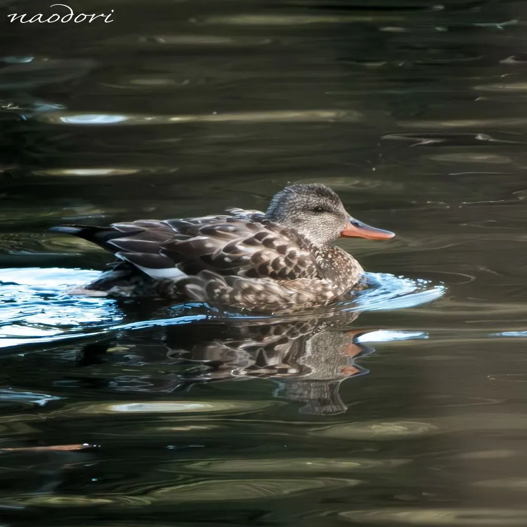 Species Image