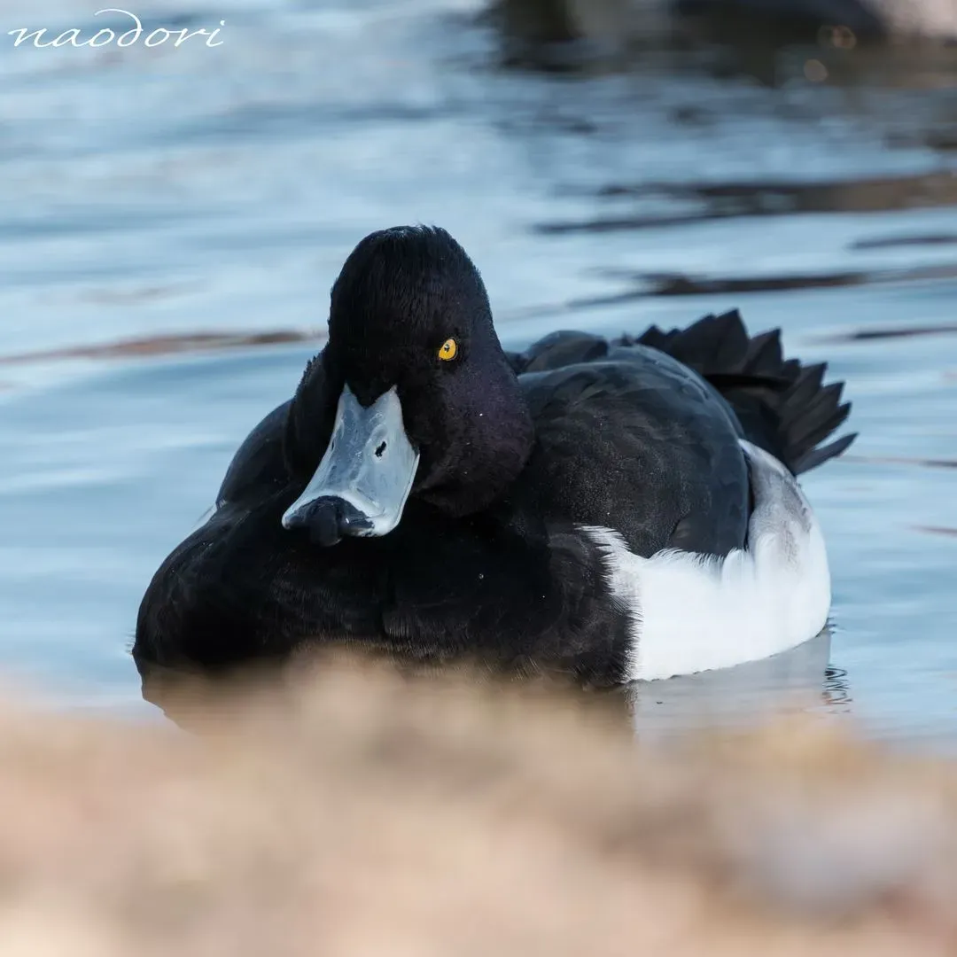 Species Image
