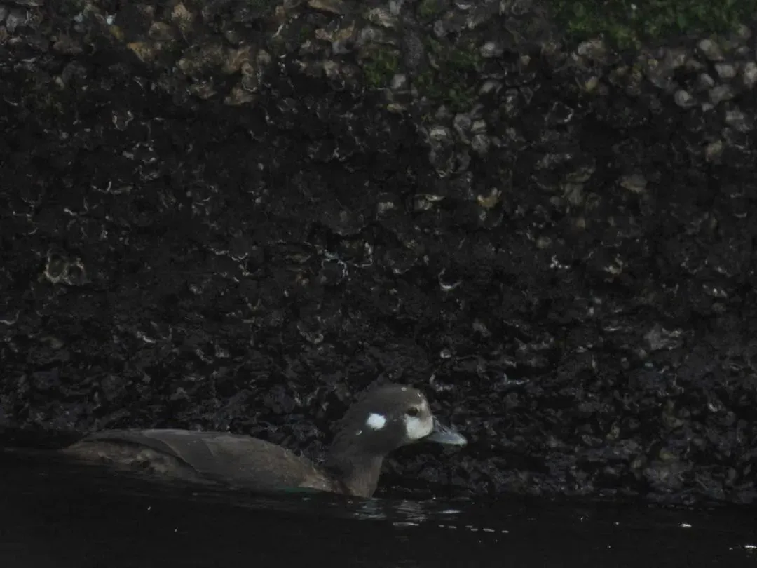 Species Image