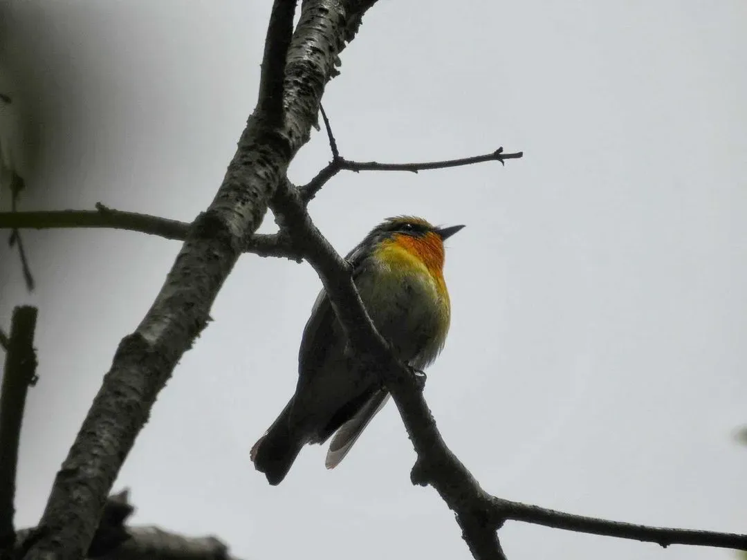 Species Image