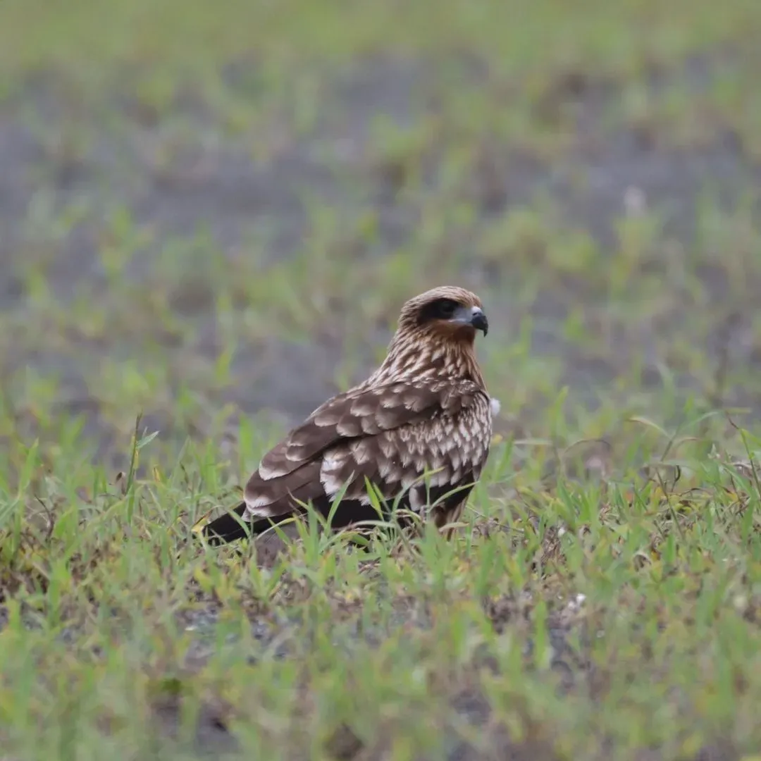 Species Image