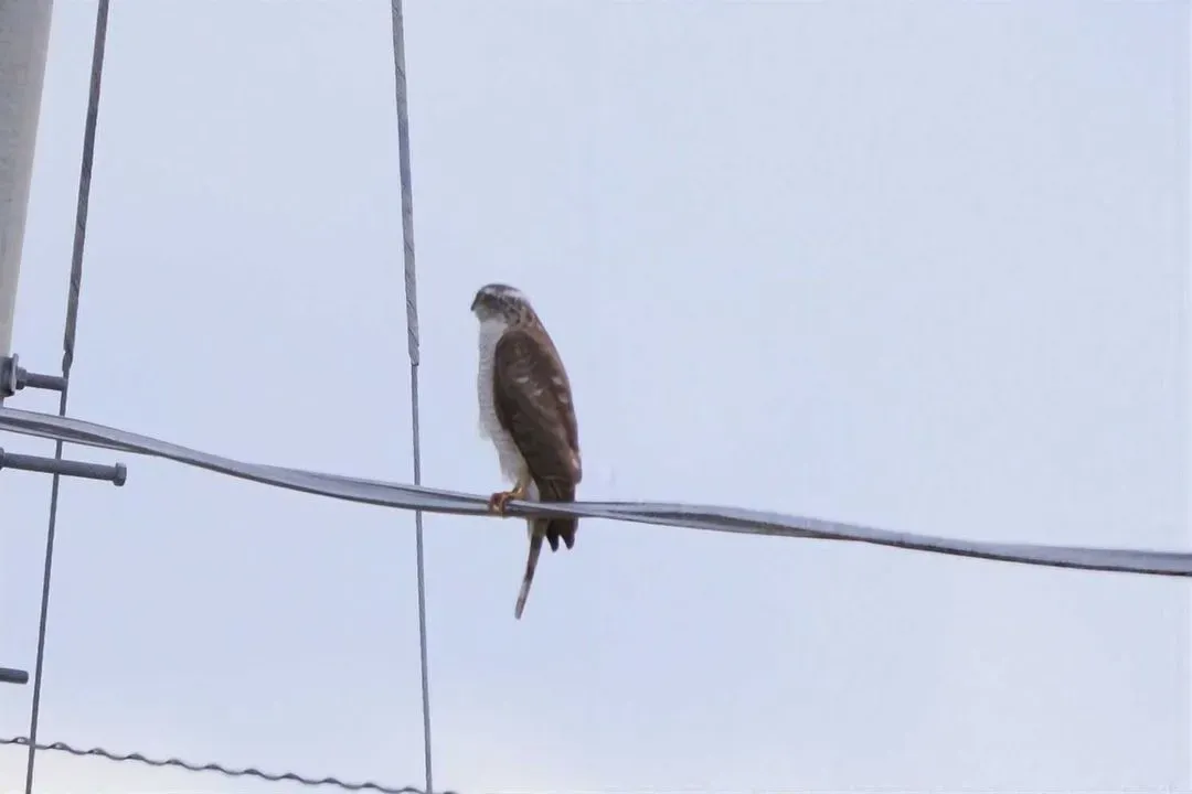 Species Image