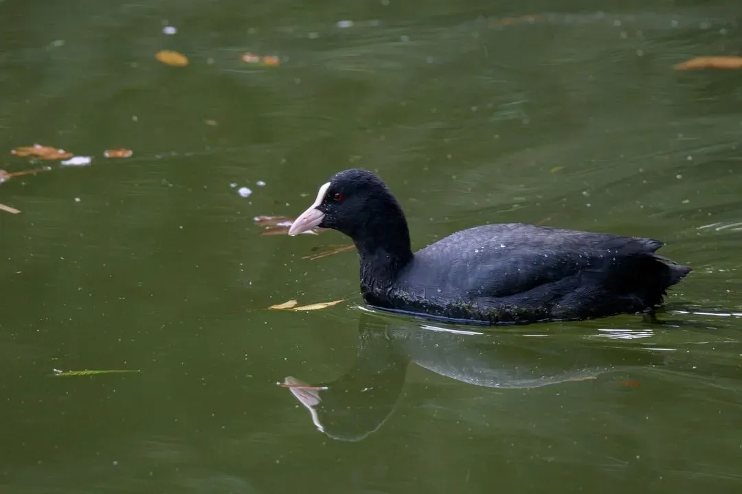 Species Image