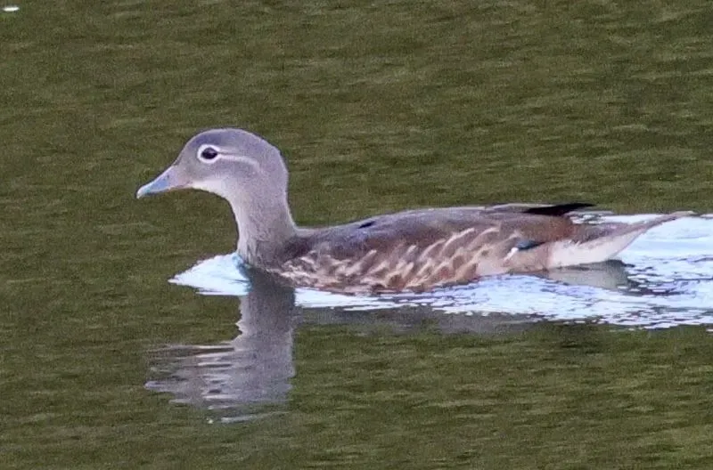 Species Image