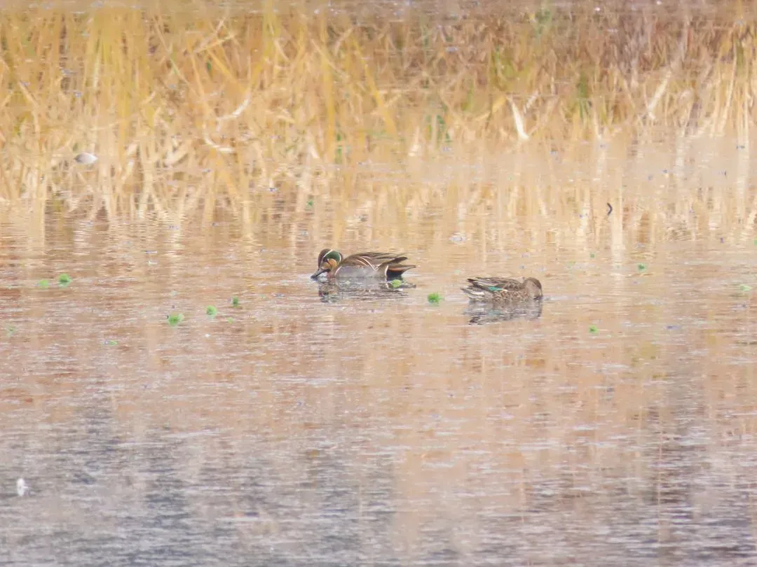 Species Image