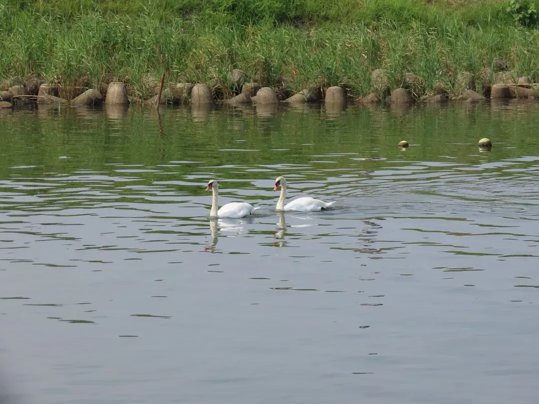 Species Image