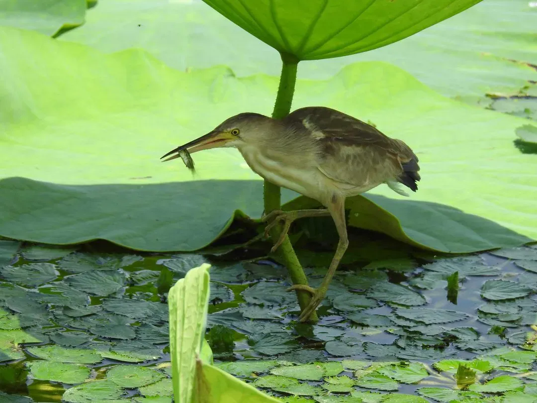 Species Image