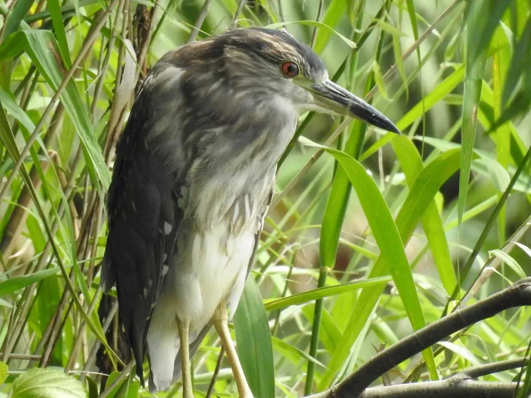 Species Image