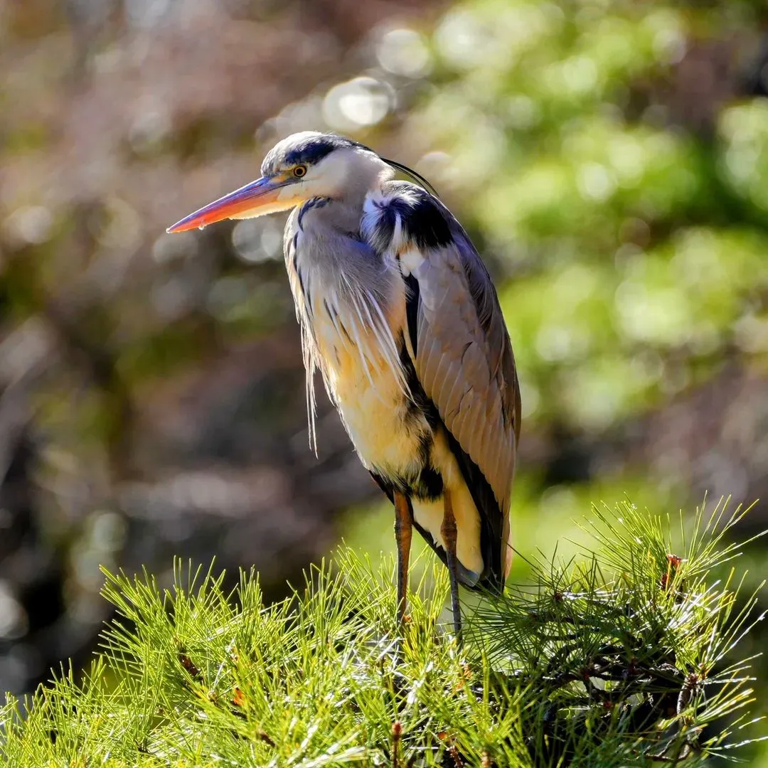 Species Image