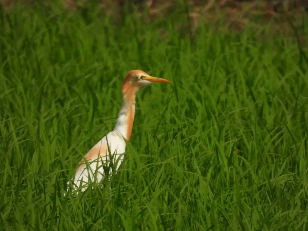 Species Image