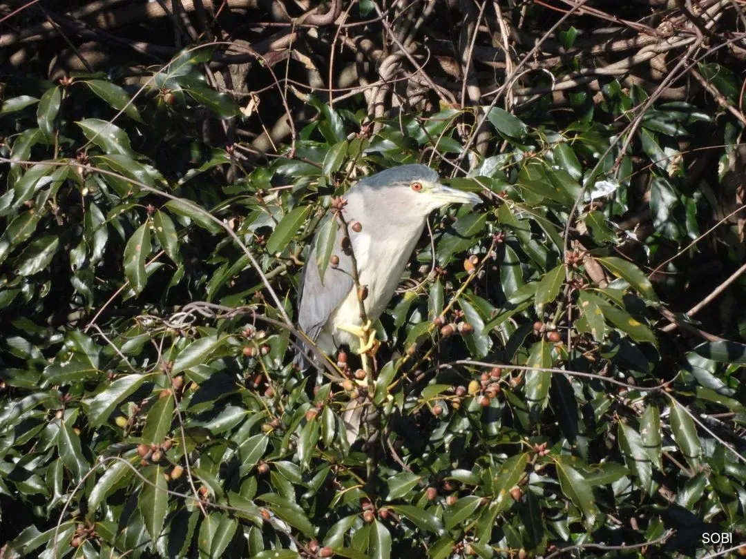 Species Image