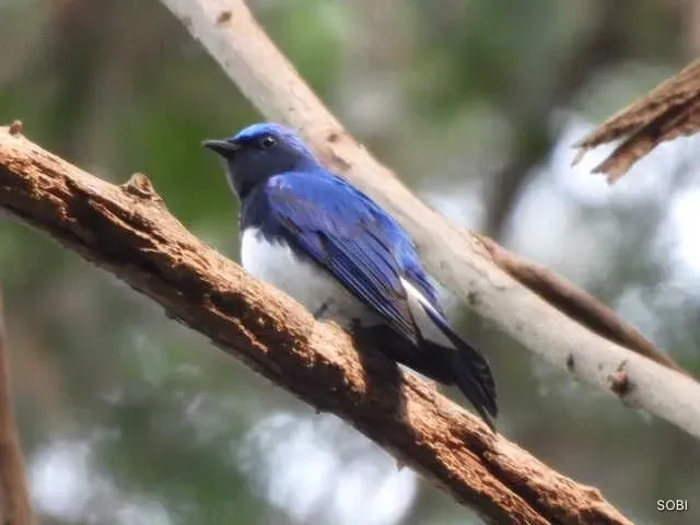 Species Image