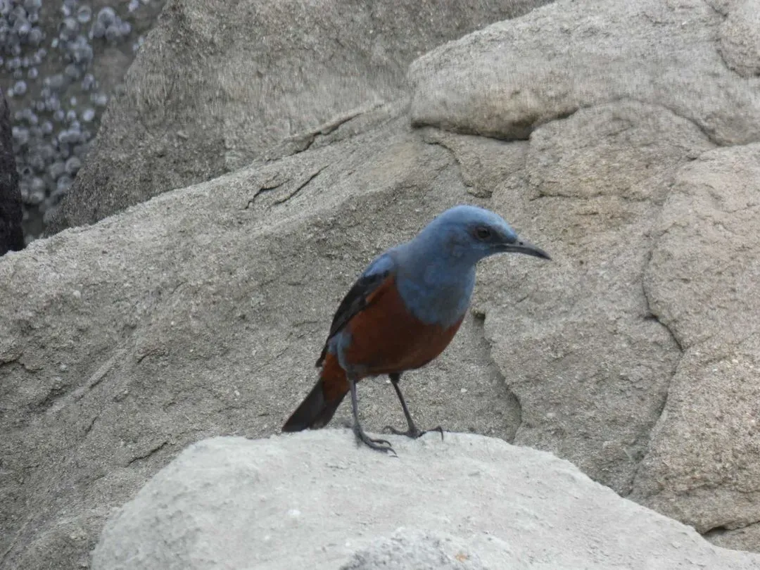 Species Image