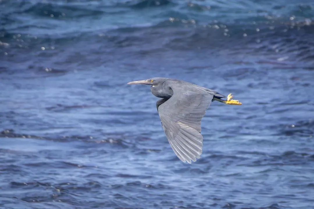 Species Image