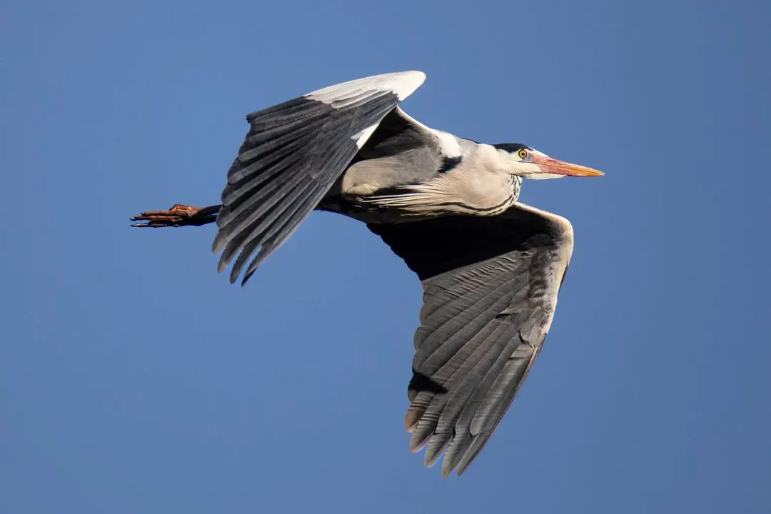 Species Image