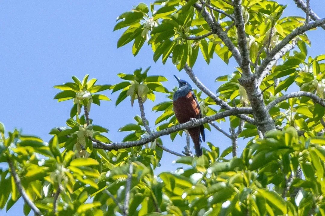 Species Image