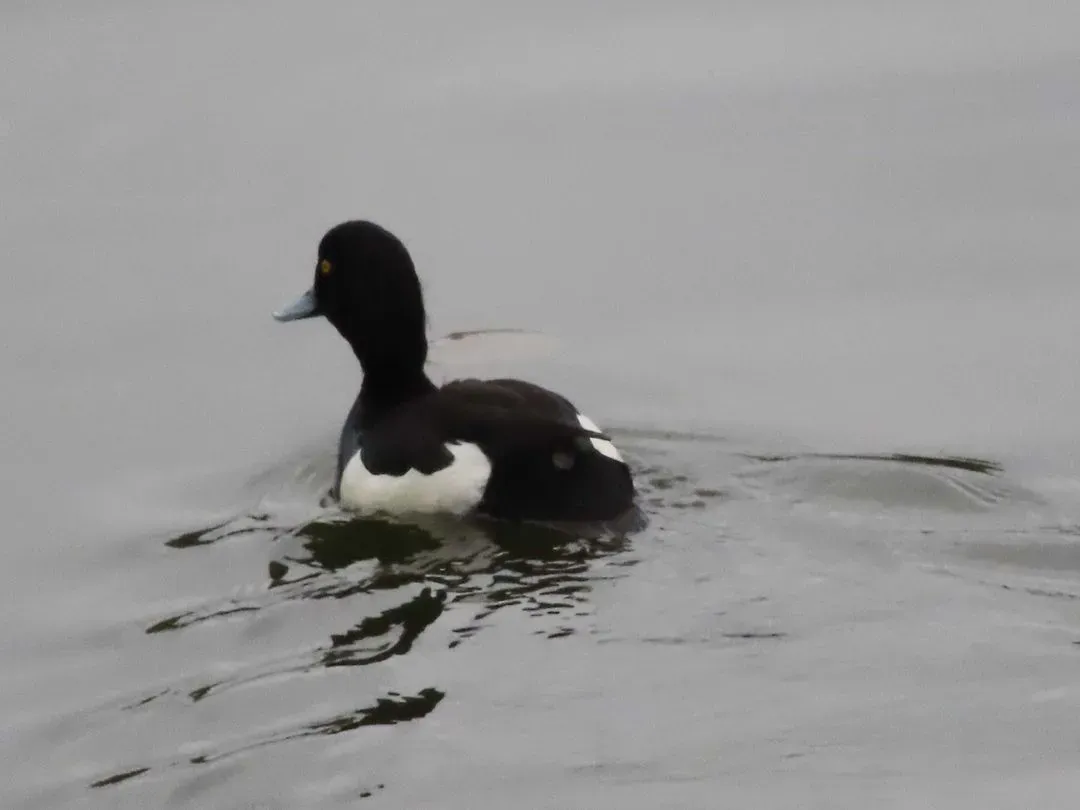 Species Image