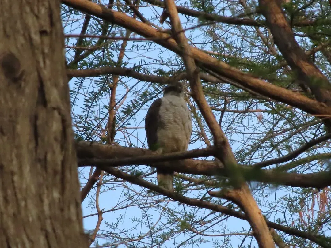Species Image