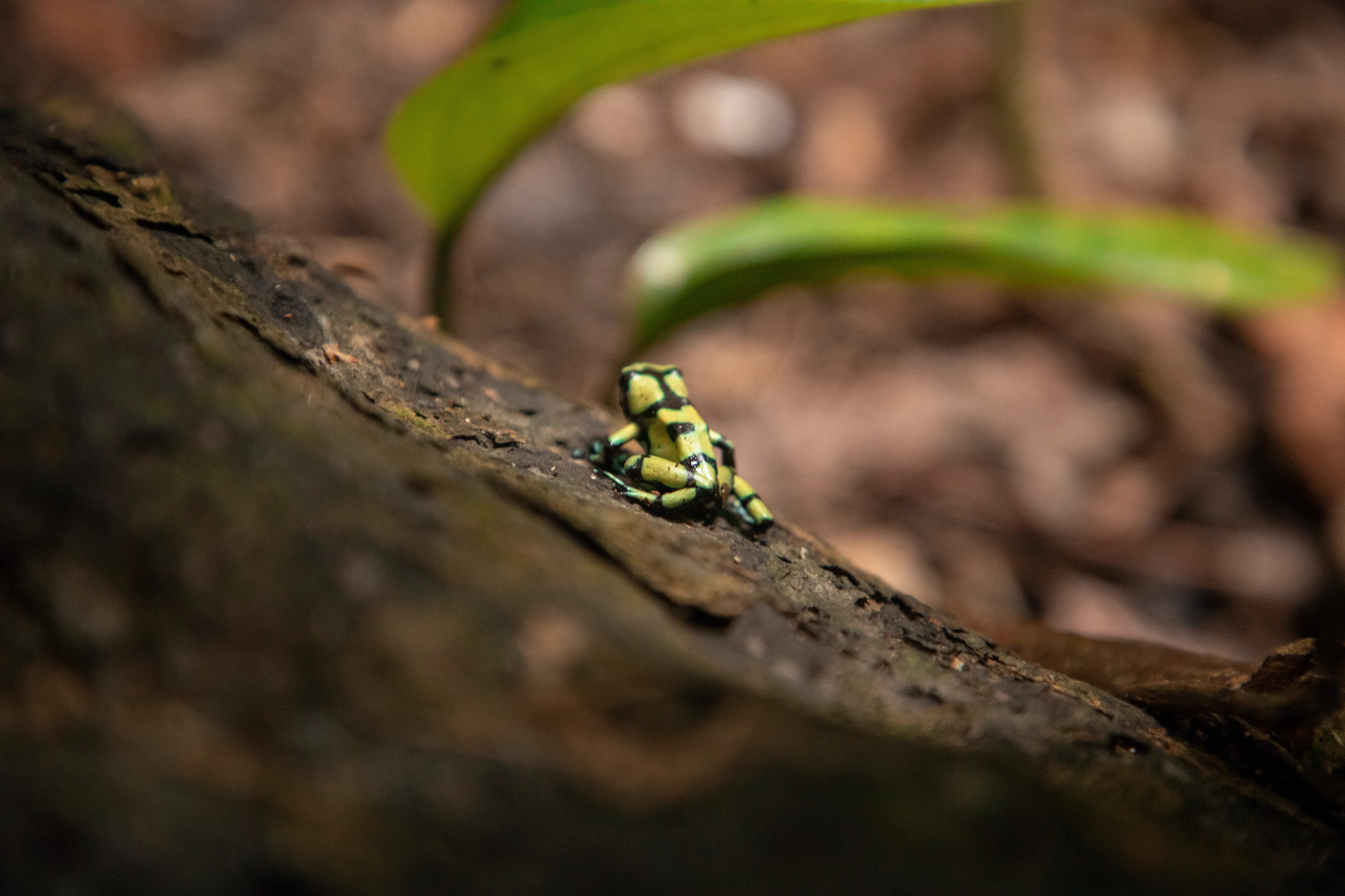 Naturaleza Capurganá 8