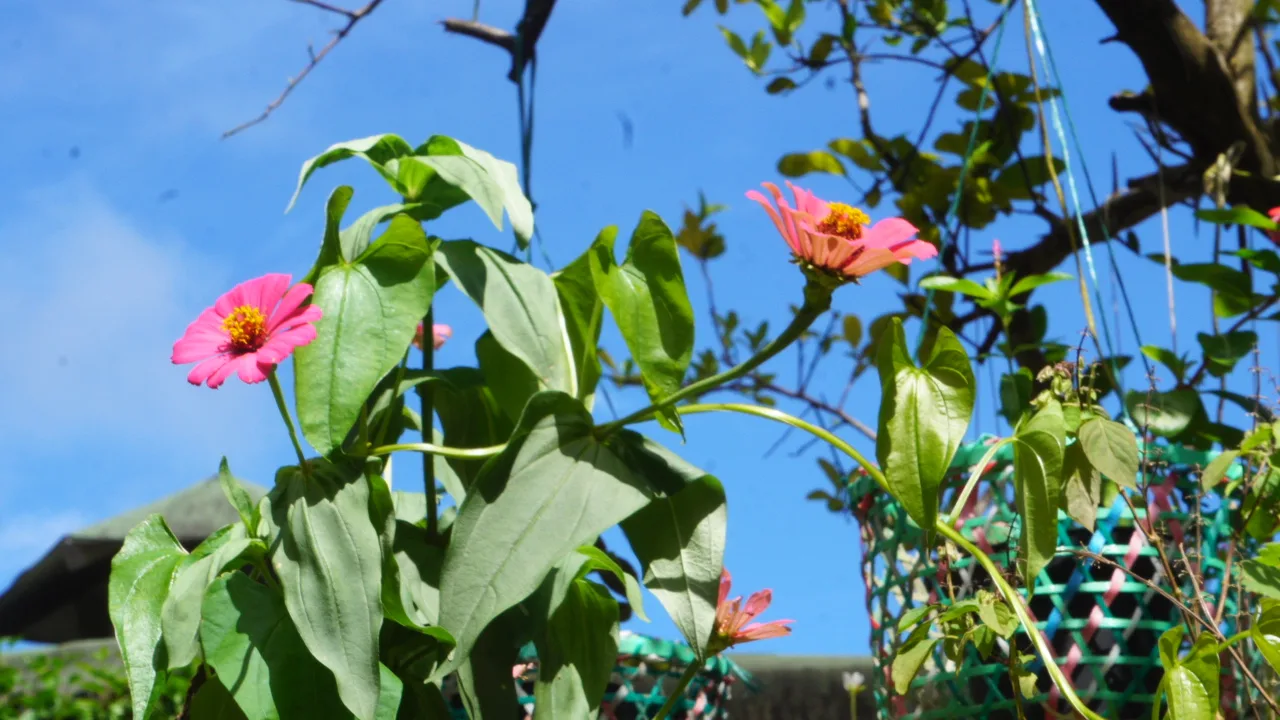Naturaleza 35